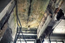 Best Black Mold Removal in Temple, PA